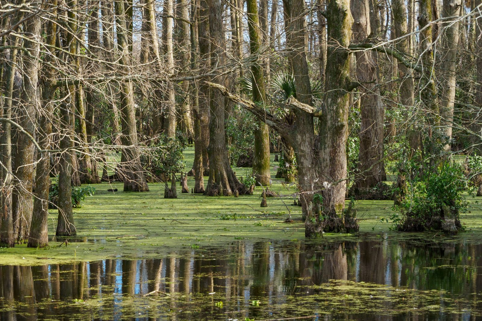 Cypress trees and knees rising from duckweed-covered water in a swamp, habitat like that found in the Corbett Wildlife Management Area