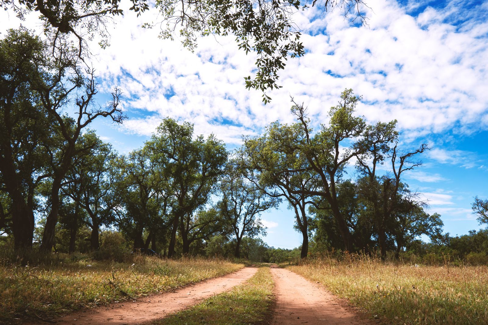 A sandy two-track road curving between tall grass and spreading trees under a blue sky, the kind of unpaved lane common in The Acreage, FL