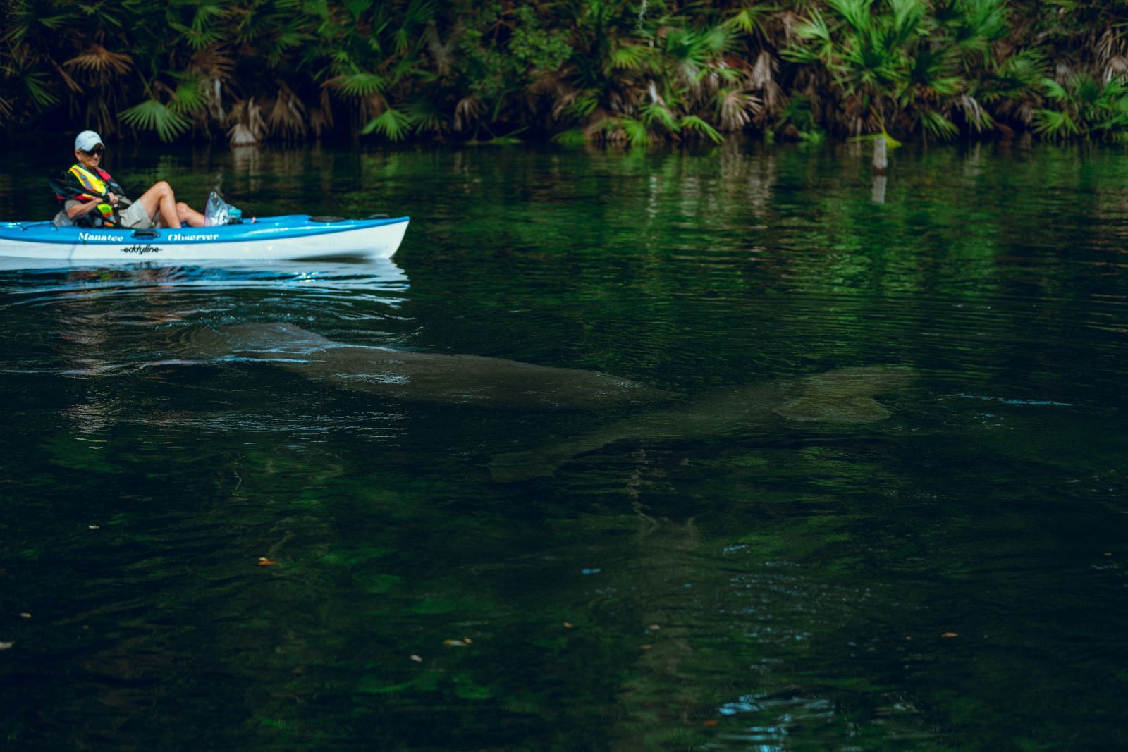 A kayaker in a blue kayak on clear, dark green water, with the shapes of two manatees visible beneath the surface
